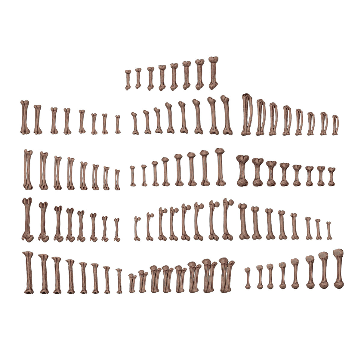 AK Interactive Human Bones - Basing Bits (120 Pieces)