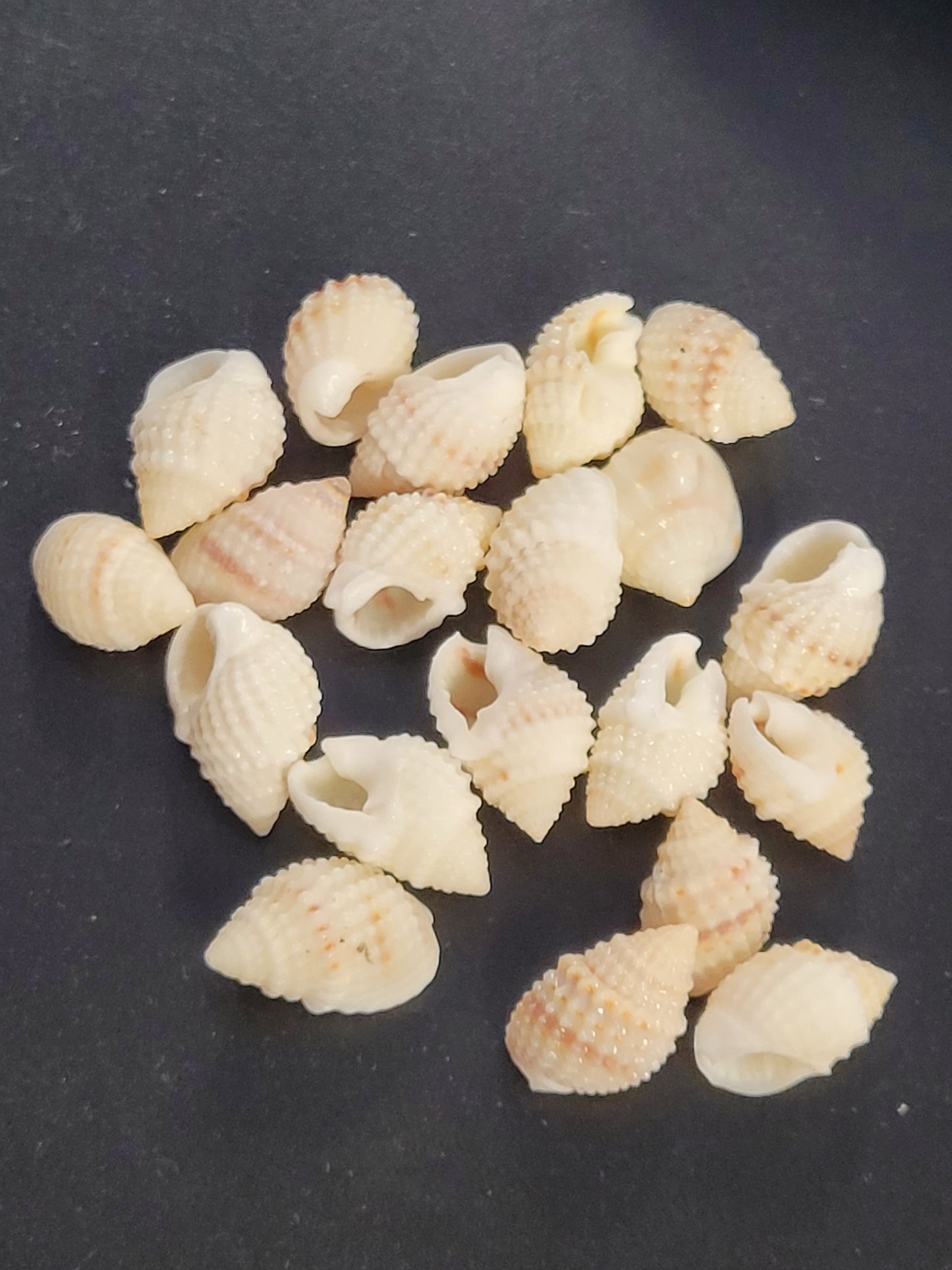 CONUS CORONATUS white