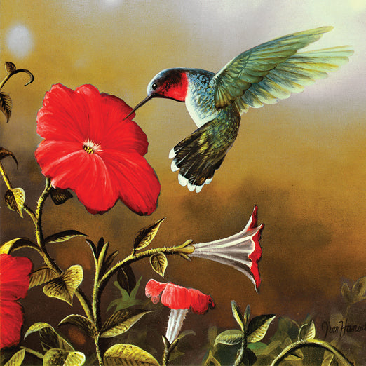 Ruby Throat 500