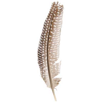 Guinea Fowl Quill 6-9in White