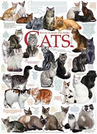 Cobble Hill 1000pc Puzzle: Cat Quotes