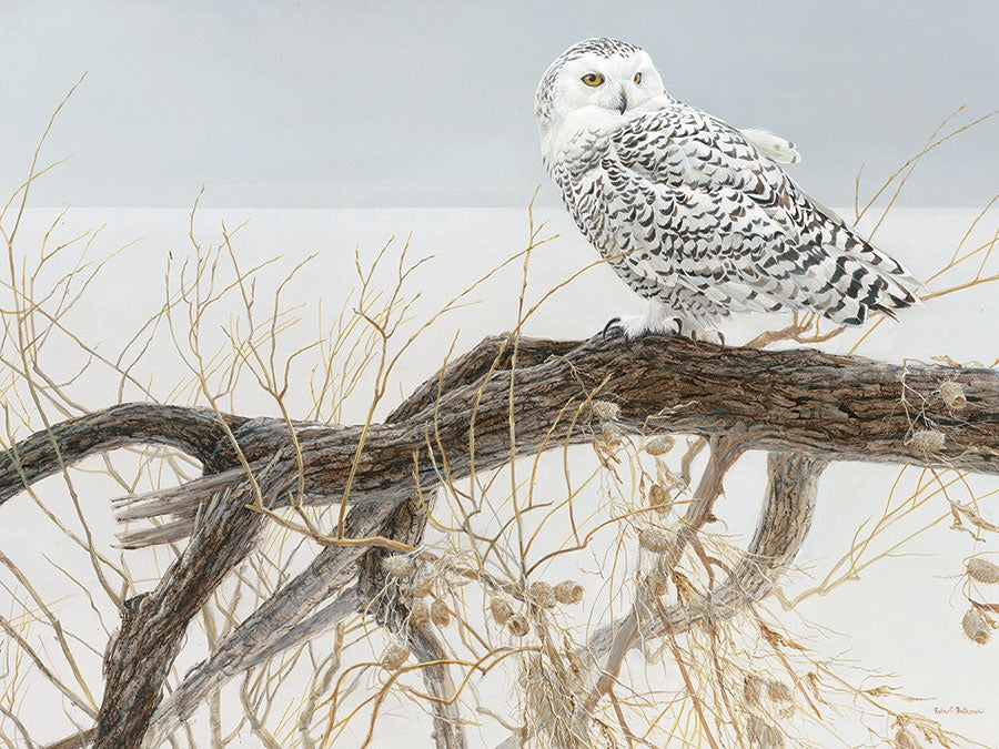 Cobble Hill Fallen Willow Snowy Owl 500pc Puzzle