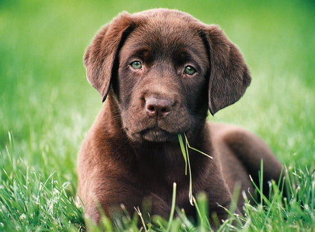 Chocolate Puppy - 500 pcs - High Quality Collection