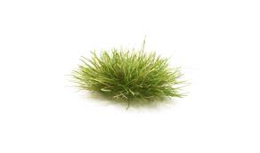 Medium Green Grass Tufts