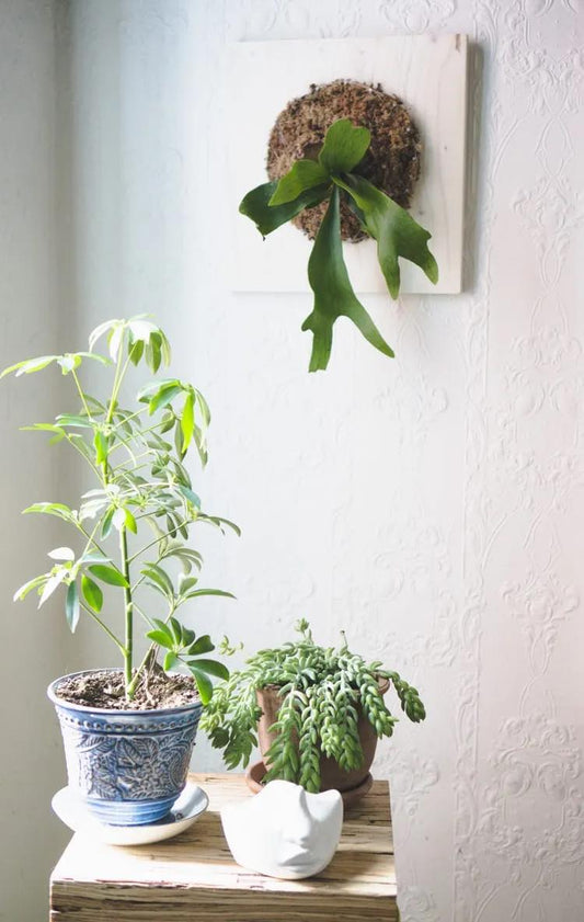 Staghorn Fern Mounting Workshop June 18th 6:30 pm to 8 pm