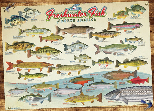 Cobble Hill 1000pc Puzzle: Freshwater Fish North America