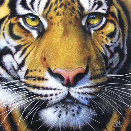 Golden Tiger Face 1000 pc