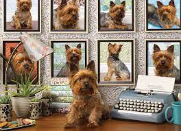 Cobble Hill 1000pc Puzzle: Yorkies are my Type