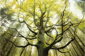 Dream Tree Stefan Hefele 1000 pcs