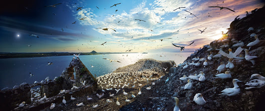 Stephen Wilkes Bass Rock, Scotland, Day to Night™ Northern Gannets 1008pc