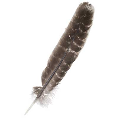 Turkey Barred Quills 10in